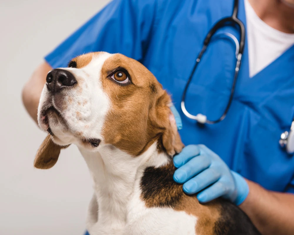 Dog receiving veterinary care with compounded medication support
