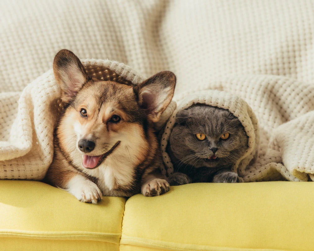 Dog and cat receiving veterinary care with compounded medication support